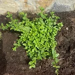 Le Casette Di Campagna فيلة *