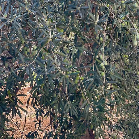 Le Casette Di Campagna