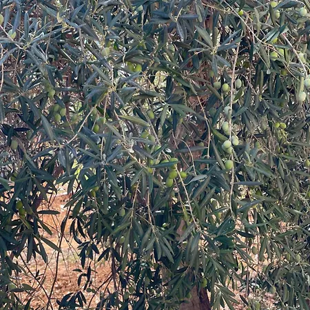 Le Casette Di Campagna