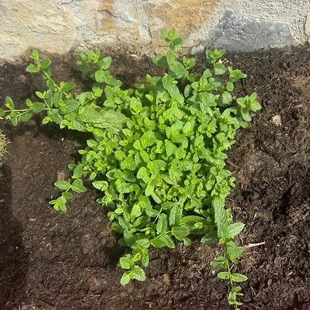 Le Casette Di Campagna Villa *